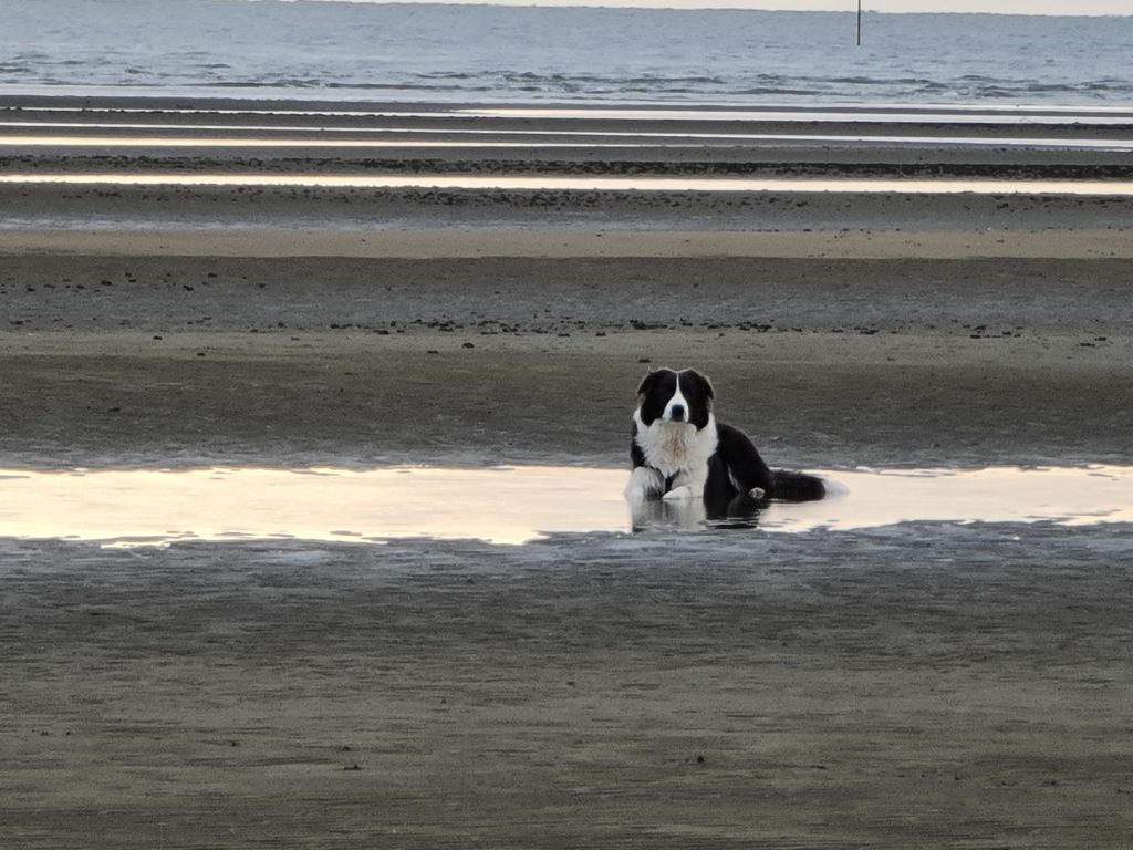 Pippa the border collie