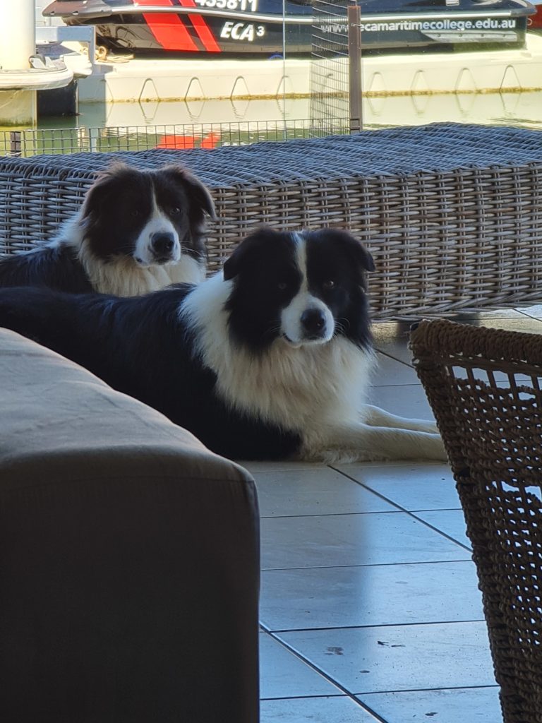 Border-collie-pups-for-sale