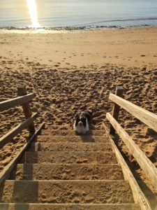 Border collie pups for sale