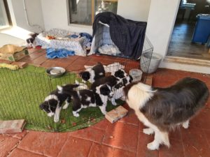 Border collie puppies for sale